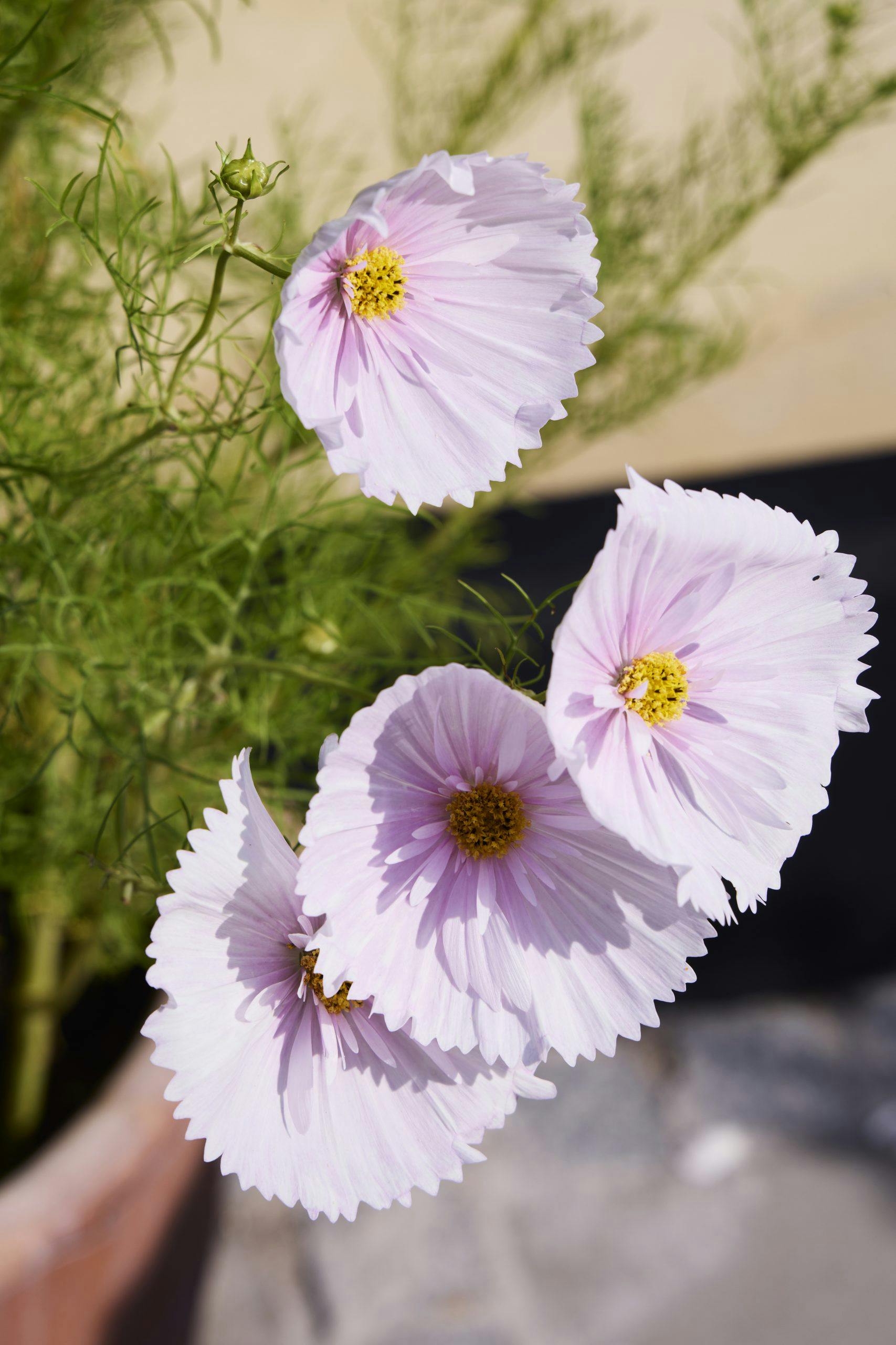 GabriellasTerrasse250510 Blomster i hagen